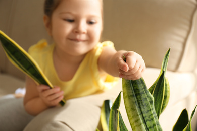 Little girl breaking houseplant at home, closeup