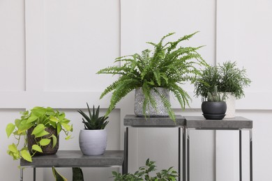 Photo of Many beautiful houseplants near white wall indoors