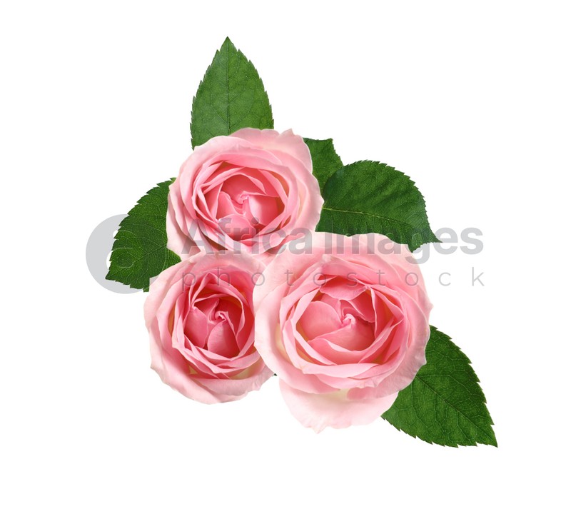 Beautiful pink roses with green leaves on white background