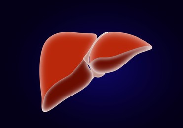 Illustration of liver on dark blue background. Human anatomy 