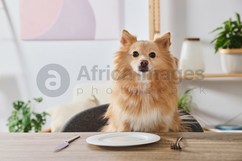 Hungry Pomeranian spitz dog waiting for food at table with empty plate indoors