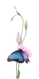 Beautiful common morpho butterfly sitting on eustoma flower against white background