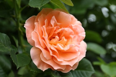 Photo of Beautiful blooming coral rose outdoors, closeup view