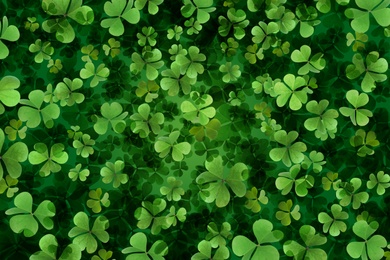 Fresh green clover leaves as background. St. Patrick's Day 