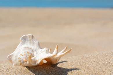 Sandy beach with beautiful seashell on sunny day. Space for text