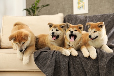 Cute akita inu puppies on sofa in living room