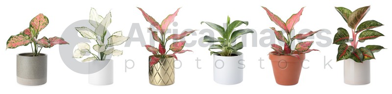 Image of Set of Aglaonema plants for house on white background. Banner design 