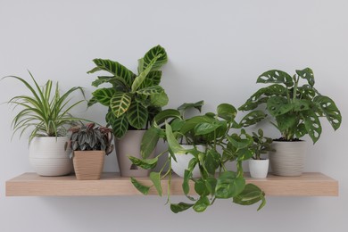 Wooden shelf with beautiful houseplants on light wall