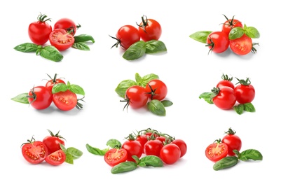 Set of ripe red tomatoes and green basil leaves on white background