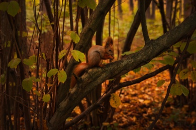 View of cute squirrel on tree in forest on autumn day