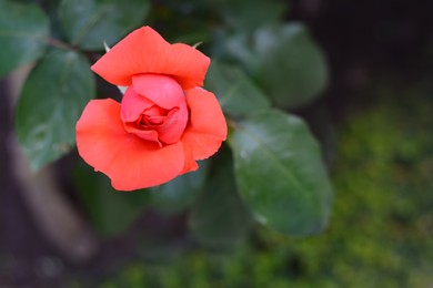 Beautiful coral rose flower blooming outdoors, closeup. Space for text