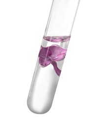 Test tube with lilac flower on white background. Essential oil extraction