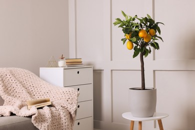 Idea for minimalist interior design. Small potted lemon tree with fruits on table in living room