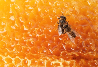 Beautiful bees on honeycomb, closeup. Domesticated insects