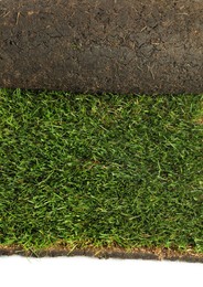 Photo of Rolled sod with grass on white background, closeup