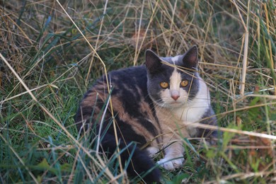Photo of Lonely stray cat in green grass, space for text. Homeless animal