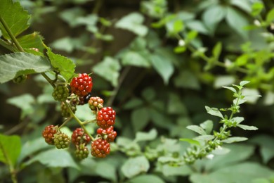 Branch with unripe blackberries on blurred background, closeup. Space for text