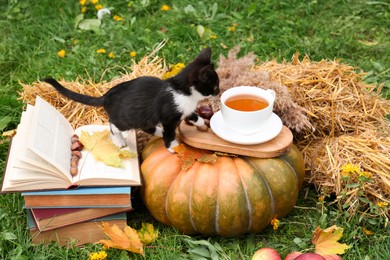 Photo of Adorable kitten near cup of tea on green grass outdoors. Autumn season