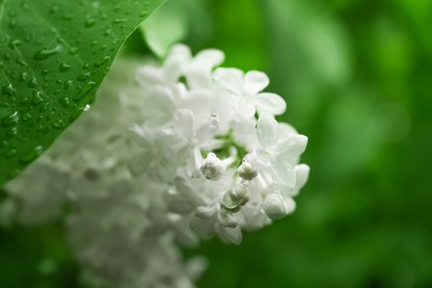 Photo of Beautiful lilac flowers with water drops on blurred background, closeup