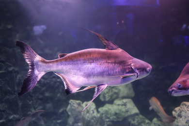 Gaff topsail catfish swimming in clear aquarium