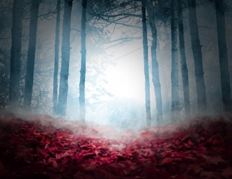 Fantasy world. Creepy foggy forest with fallen red leaves
