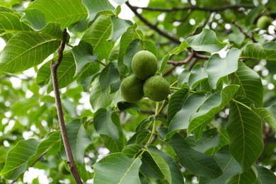 Photo of Green unripe walnuts on tree branch outdoors