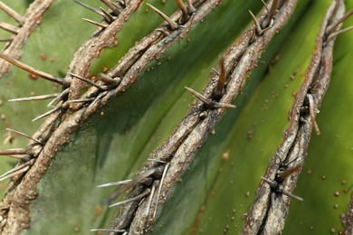 Closeup view of beautiful cactus. Tropical plant