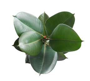 Ficus elastica plant with fresh green leaves on white background, top view
