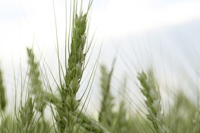 Beautiful wheat growing in field, closeup. Space for text