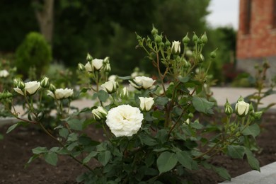 Photo of Beautiful blooming rose bush in flowerbed outdoors