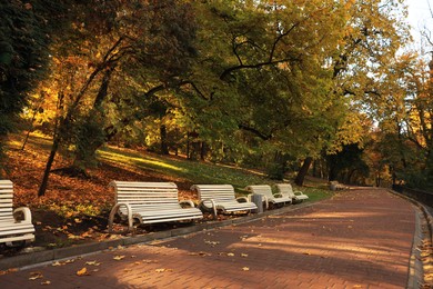 Beige wooden benches and yellowed trees in park