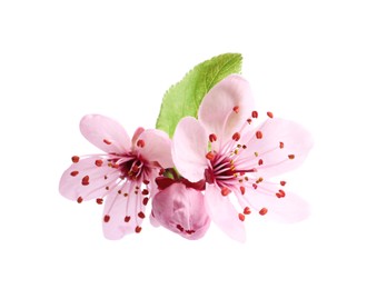 Beautiful pink sakura tree blossoms with leaf isolated on white