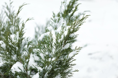 Photo of Thuja branches covered with fresh snow, closeup