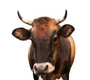 Image of Beautiful brown cow on white background, closeup. Animal husbandry