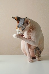Beautiful Sphynx cat on white table against beige background