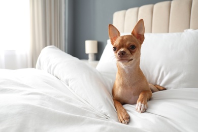 Photo of Cute Chihuahua dog on bed in room. Pet friendly hotel