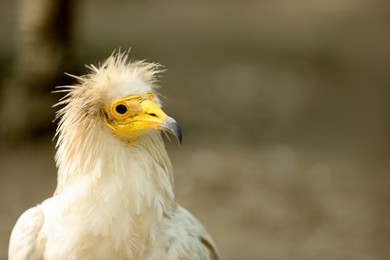 Photo of Beautiful Egyptian vulture at enclosure in zoo, space for text