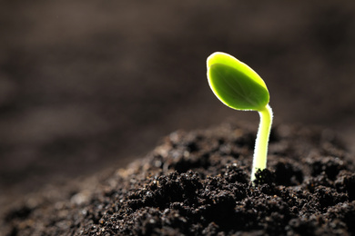 Little green seedling growing in soil, closeup. Space for text