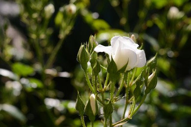 Closeup view of beautiful rose bush with white flower and buds outdoors on sunny day