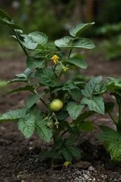 Photo of Beautiful green tomato plant growing in garden