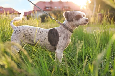 Cute dog with leash in green grass outdoors
