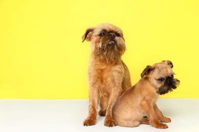 Studio portrait of funny Brussels Griffon dogs on color background. Space for text