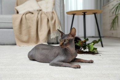 Sphynx cat near overturned houseplant on carpet at home