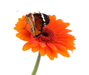 Flower with beautiful painted lady butterfly isolated on white