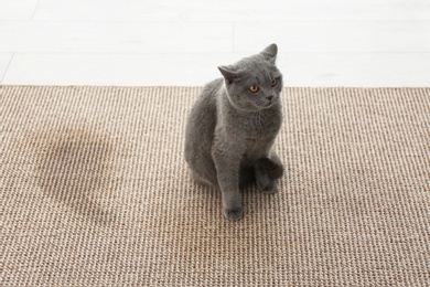 Photo of Cute cat on carpet near wet spot