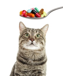 Vitamins for pets. Cute cat and spoon with different pills on white background
