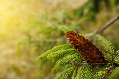 Cone growing on spruce branch outdoors, closeup. Space for text