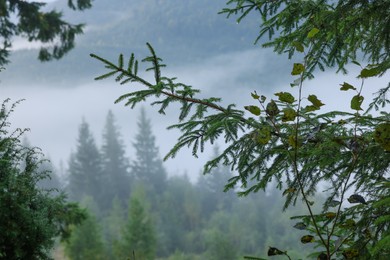 Beautiful conifer trees in forest covered with fog