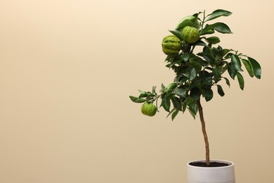 Idea for minimalist interior design. Small potted bergamot tree with fruits against beige background, space for text