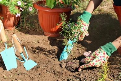 Woman planting flowers outdoors on sunny day. Gardening tools